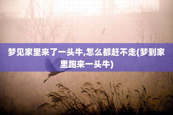 梦见家里来了一头牛,怎么都赶不走(梦到家里跑来一头牛)