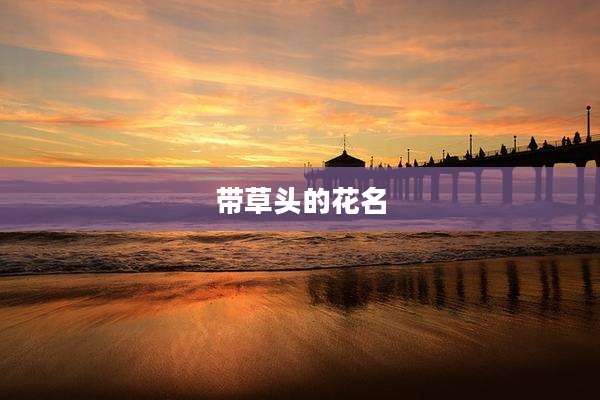 带草头的花名