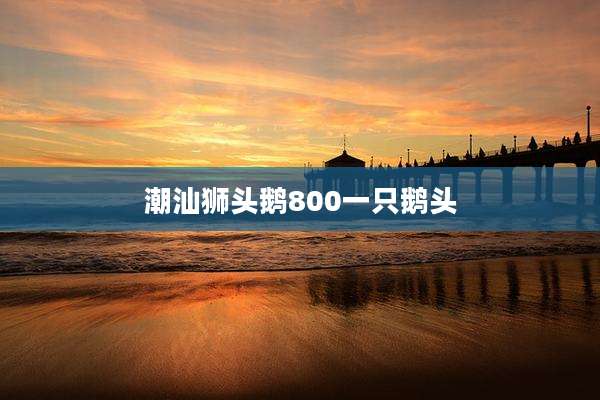 潮汕狮头鹅800一只鹅头