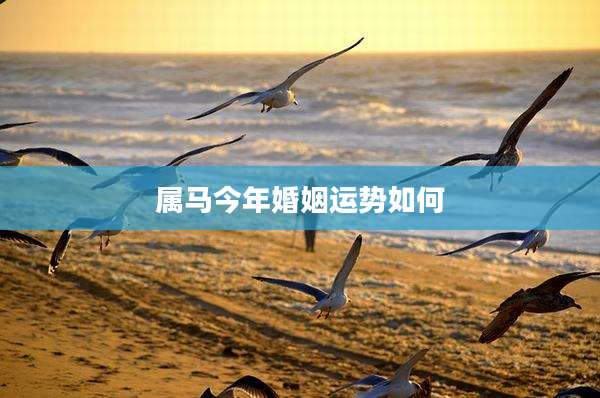 属马今年婚姻运势如何