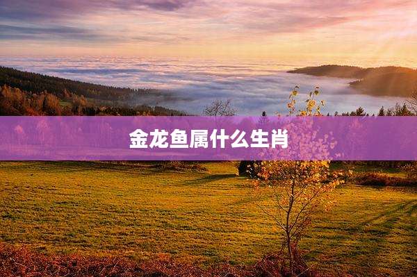 金龙鱼属什么生肖