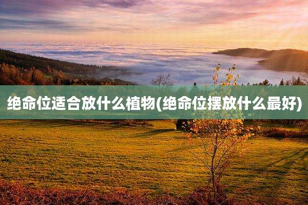 绝命位适合放什么植物(绝命位摆放什么最好)
