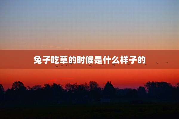 兔子吃草的时候是什么样子的