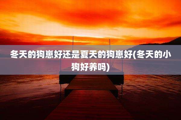 冬天的狗崽好还是夏天的狗崽好(冬天的小狗好养吗)