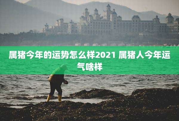 属猪今年的运势怎么样2021 属猪人今年运气啥样