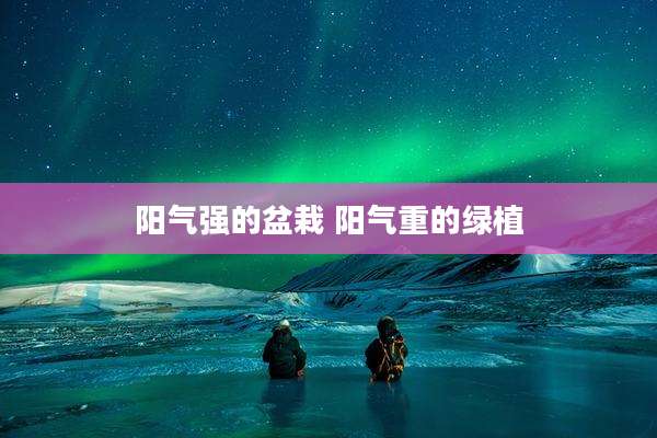 阳气强的盆栽 阳气重的绿植