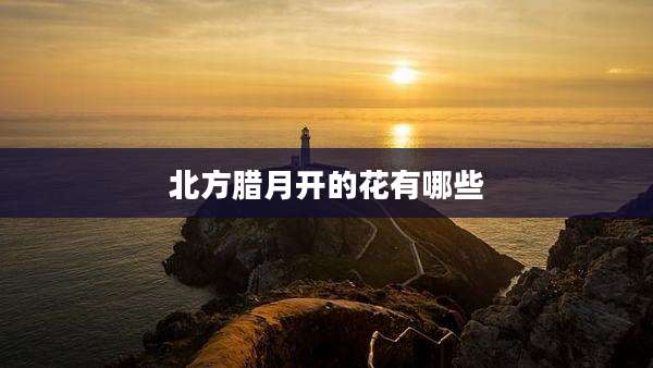 北方腊月开的花有哪些