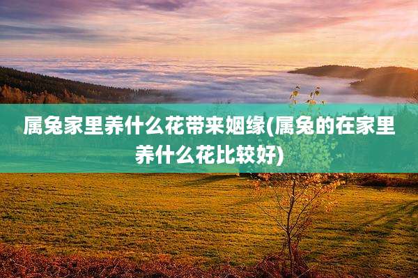 属兔家里养什么花带来姻缘(属兔的在家里养什么花比较好)