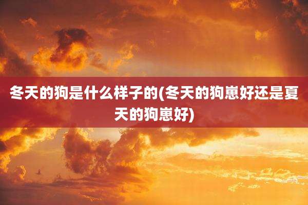 冬天的狗是什么样子的(冬天的狗崽好还是夏天的狗崽好)