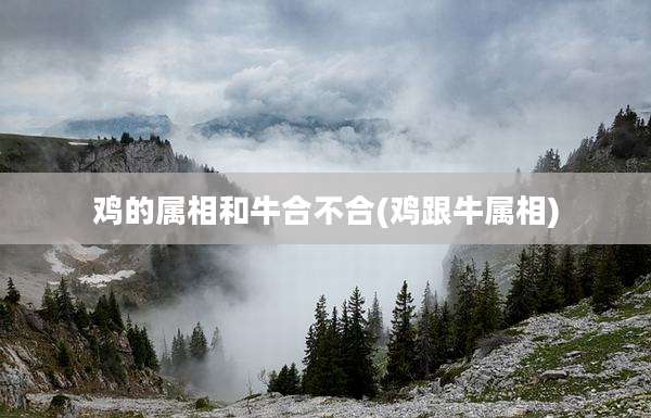 鸡的属相和牛合不合(鸡跟牛属相)