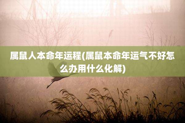 属鼠人本命年运程(属鼠本命年运气不好怎么办用什么化解)