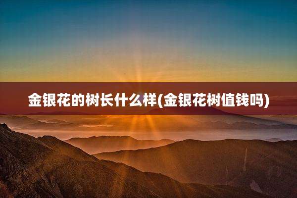 金银花的树长什么样(金银花树值钱吗)