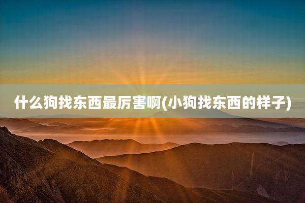 什么狗找东西最厉害啊(小狗找东西的样子)
