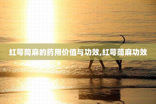 红萼苘麻的药用价值与功效,红萼茼麻功效