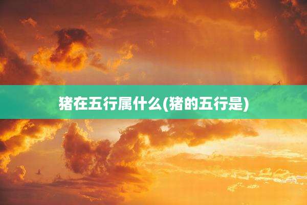 猪在五行属什么(猪的五行是)