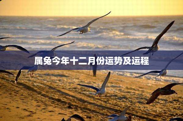 属兔今年十二月份运势及运程