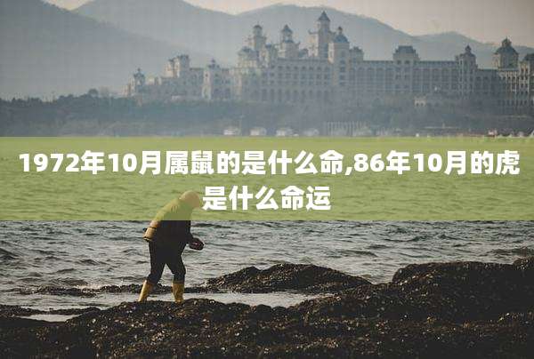 1972年10月属鼠的是什么命,86年10月的虎是什么命运