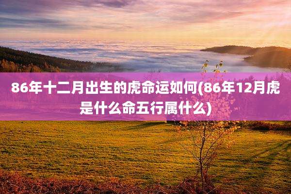 86年十二月出生的虎命运如何(86年12月虎是什么命五行属什么)