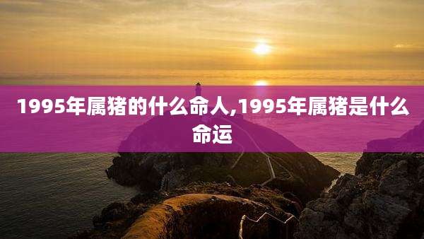 1995年属猪的什么命人,1995年属猪是什么命运