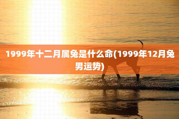 1999年十二月属兔是什么命(1999年12月兔男运势)