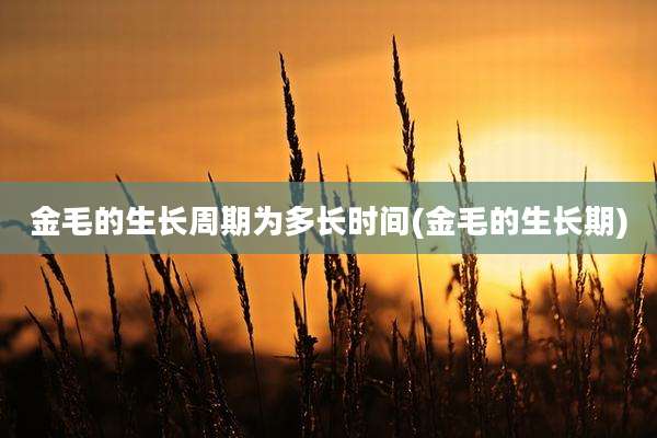 金毛的生长周期为多长时间(金毛的生长期)