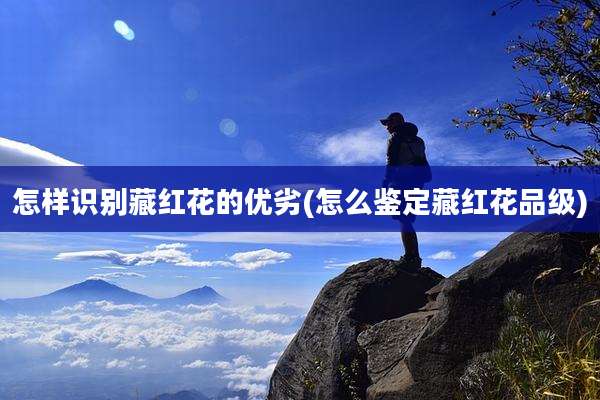 怎样识别藏红花的优劣(怎么鉴定藏红花品级)