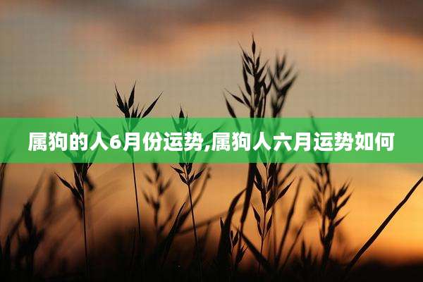 属狗的人6月份运势,属狗人六月运势如何