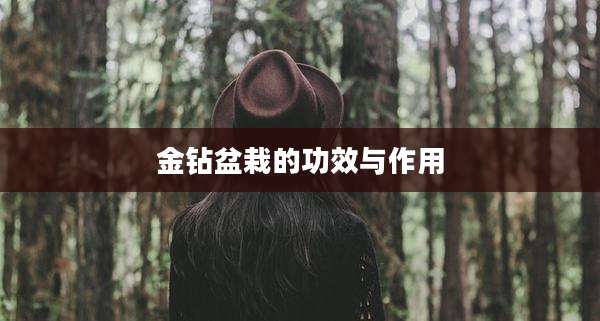 金钻盆栽的功效与作用