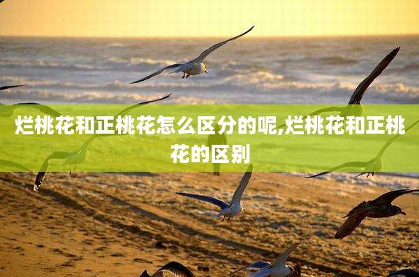 烂桃花和正桃花怎么区分的呢,烂桃花和正桃花的区别
