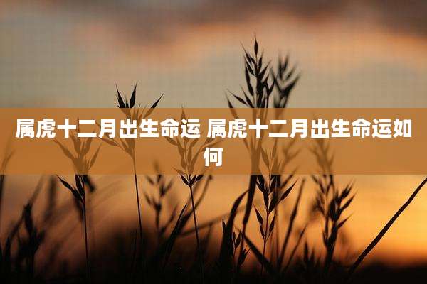 属虎十二月出生命运 属虎十二月出生命运如何