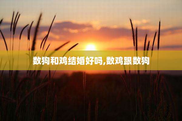 数狗和鸡结婚好吗,数鸡跟数狗