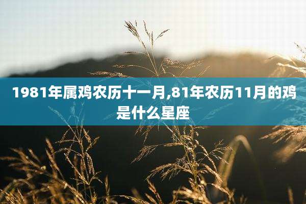 1981年属鸡农历十一月,81年农历11月的鸡是什么星座