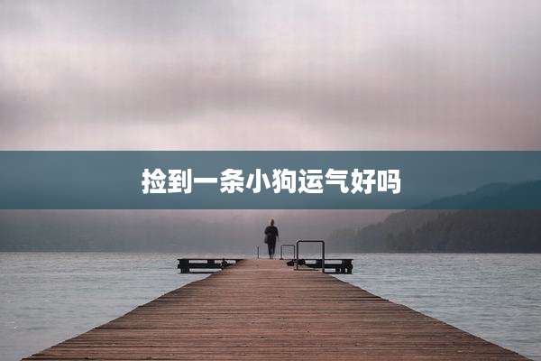 捡到一条小狗运气好吗