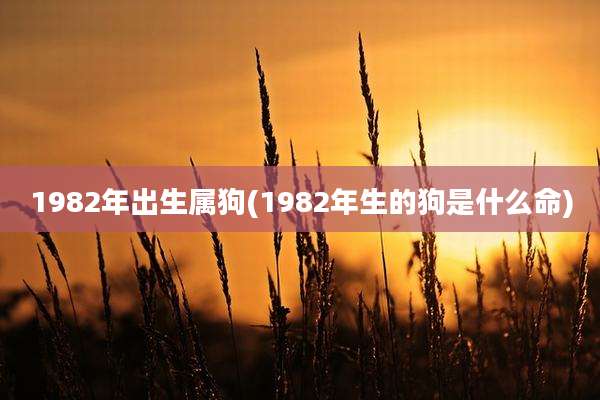 1982年出生属狗(1982年生的狗是什么命)
