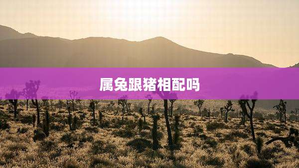 属兔跟猪相配吗