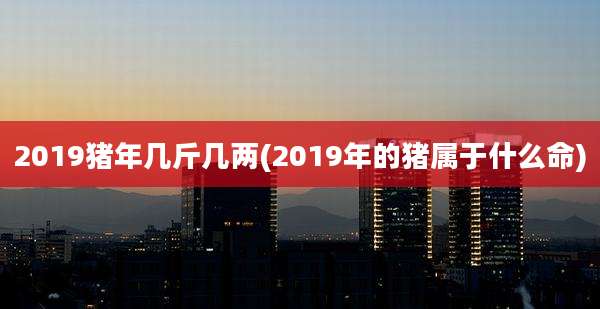 2019猪年几斤几两(2019年的猪属于什么命)