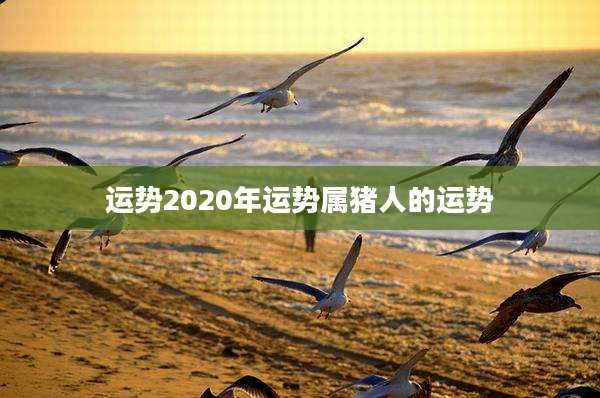 运势2020年运势属猪人的运势