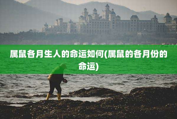 属鼠各月生人的命运如何(属鼠的各月份的命运)