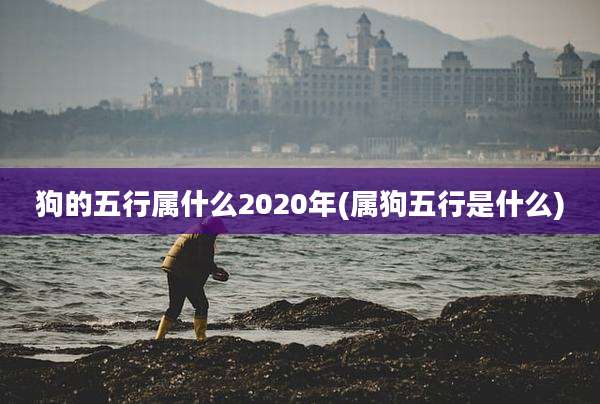 狗的五行属什么2020年(属狗五行是什么)