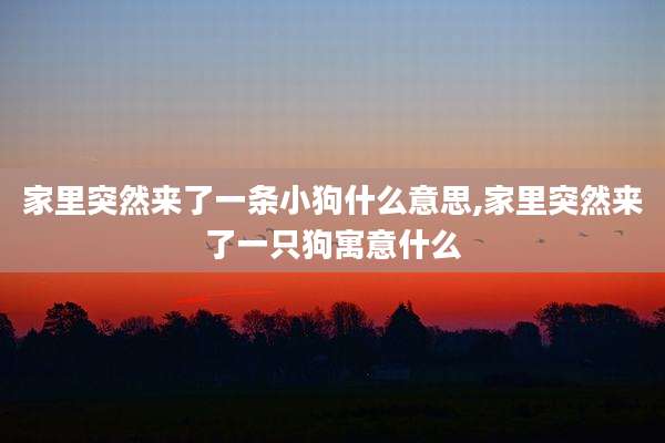 家里突然来了一条小狗什么意思,家里突然来了一只狗寓意什么