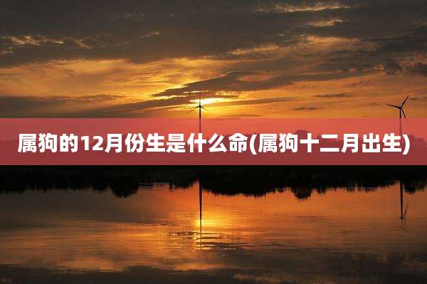 属狗的12月份生是什么命(属狗十二月出生)