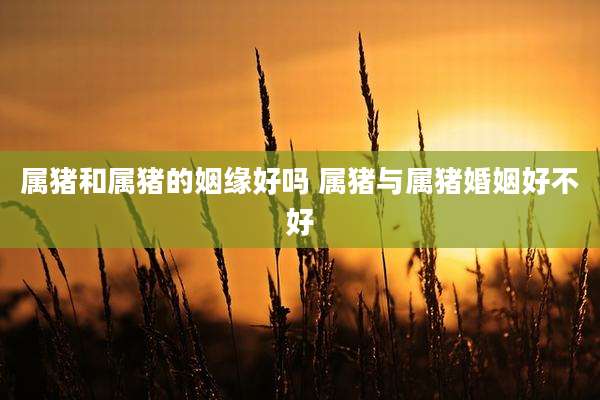 属猪和属猪的姻缘好吗 属猪与属猪婚姻好不好