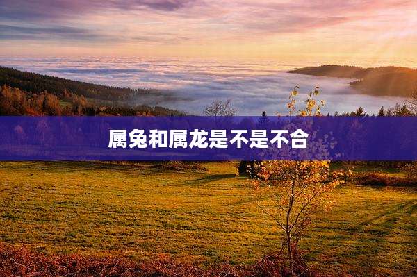 属兔和属龙是不是不合