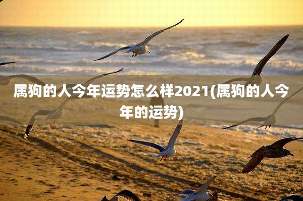 属狗的人今年运势怎么样2021(属狗的人今年的运势)