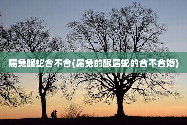 属兔跟蛇合不合(属兔的跟属蛇的合不合婚)