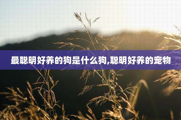 最聪明好养的狗是什么狗,聪明好养的宠物