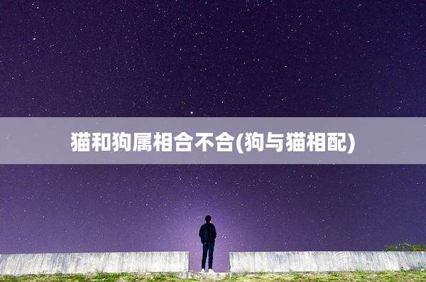 猫和狗属相合不合(狗与猫相配)