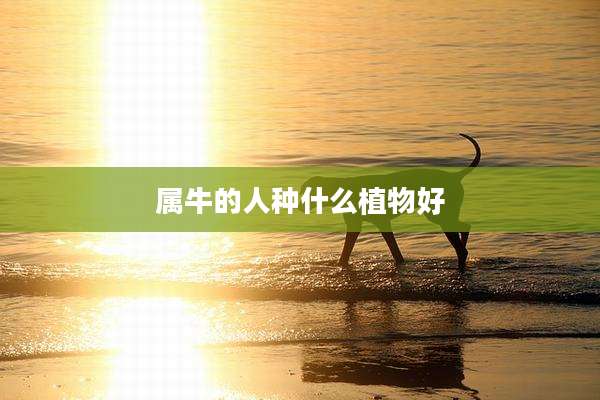 属牛的人种什么植物好