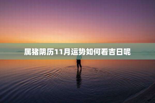 属猪阴历11月运势如何看吉日呢