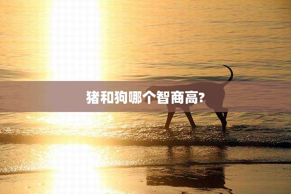 猪和狗哪个智商高?